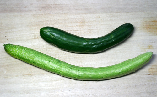 Kyoyasai Shogoin Cucumber 聖護院胡瓜