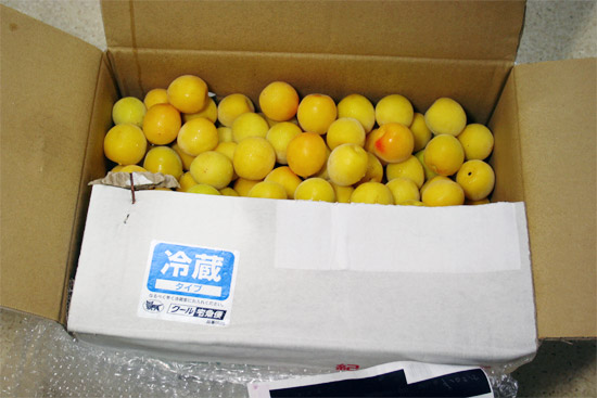 Wakayama Kishu Ume 和歌山 紀州 完熟梅 Wakayama Kishu Ume 和歌山 紀州 完熟梅