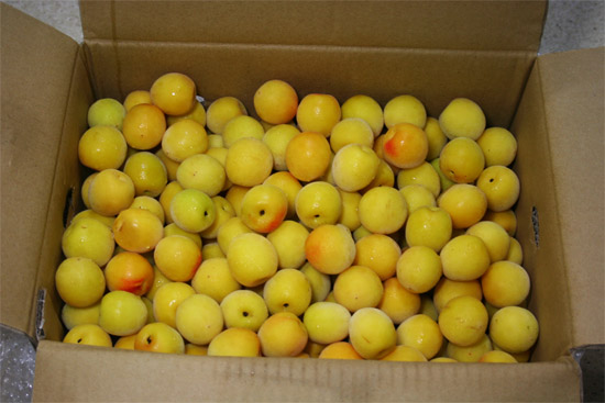 Wakayama Kishu Ume 和歌山 紀州 完熟梅 Wakayama Kishu Ume 和歌山 紀州 完熟梅